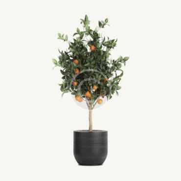 Tangerine tree