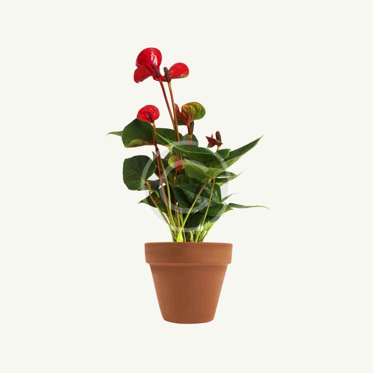 Japanese aucuba - Imagem 5