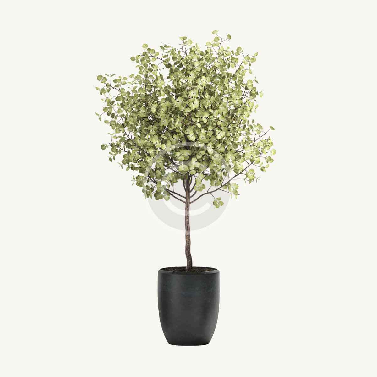 Eucalyptus tree - Imagem 3