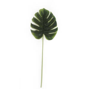 Folha Costela de Adão GG (95cm)