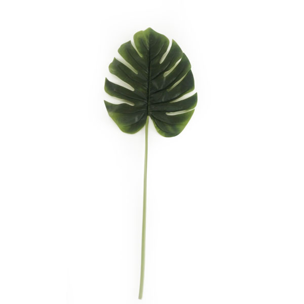 Folha Costela de Adão GG (95cm)