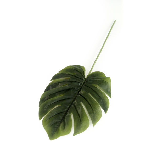 Folha Costela de Adão GG (95cm) - Imagem 2