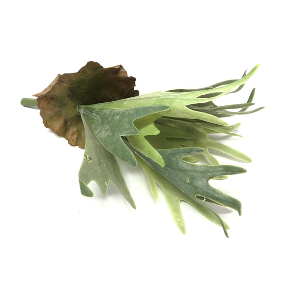 Chifre de Veado Artificial (34cm) - Imagem 3