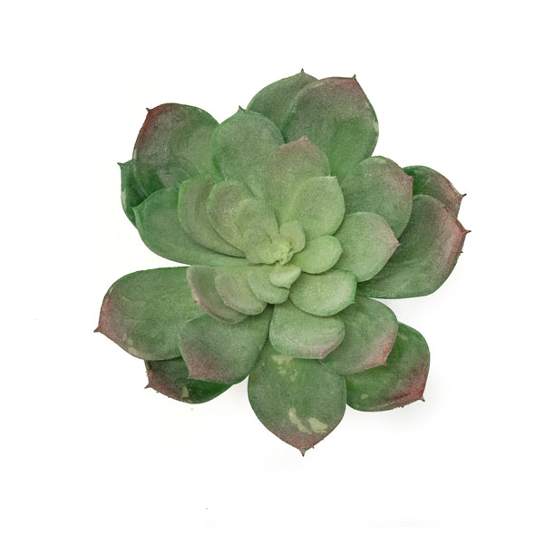 Rosa de Pedra Verde Artificial (24cm) - Imagem 4