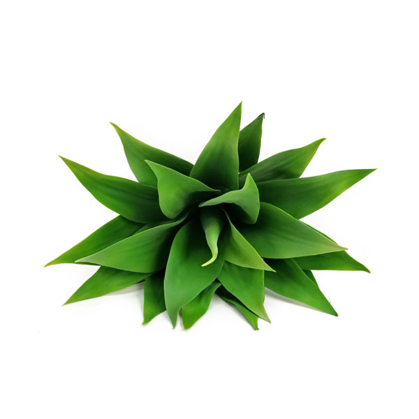 Agave Verde Suculenta Artificial com tronco (50cm) - Imagem 3