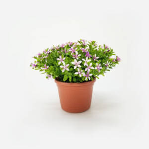 Arranjo Floral Artificial Kalanchoe (15cm) em vaso