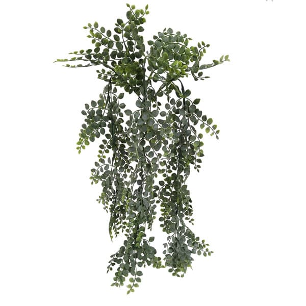 Samambaia Avenca Arbusto pendente (70cm)