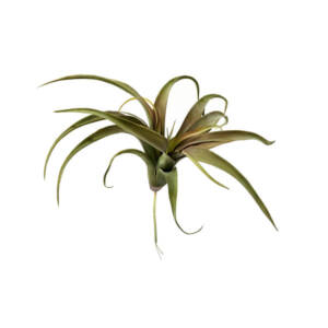 Cacto Suculenta Verde Artificial (44cm)