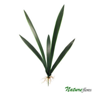 Folha de Orquídea Oncidium 5F Artificial (60cm)