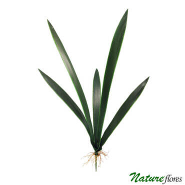 Folha de Orquídea Oncidium 5F Artificial (60cm)