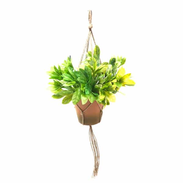 Vaso Poli Terra Cota (7-15cm) - Imagem 3