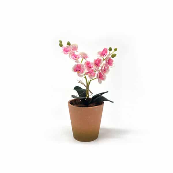 Vaso Poli Terra Cota (7-15cm) - Imagem 4