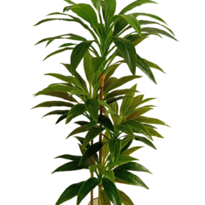 Dracena Marginata Árvore Permanente (1,50m)