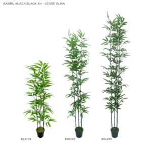Bambu Áurea Black Verde Oliva 3H c/ Pote (90cm - 1,80m)