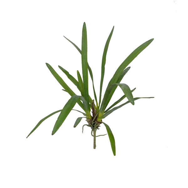 Folha de Orquídea em Silicone (61cm) - Imagem 2