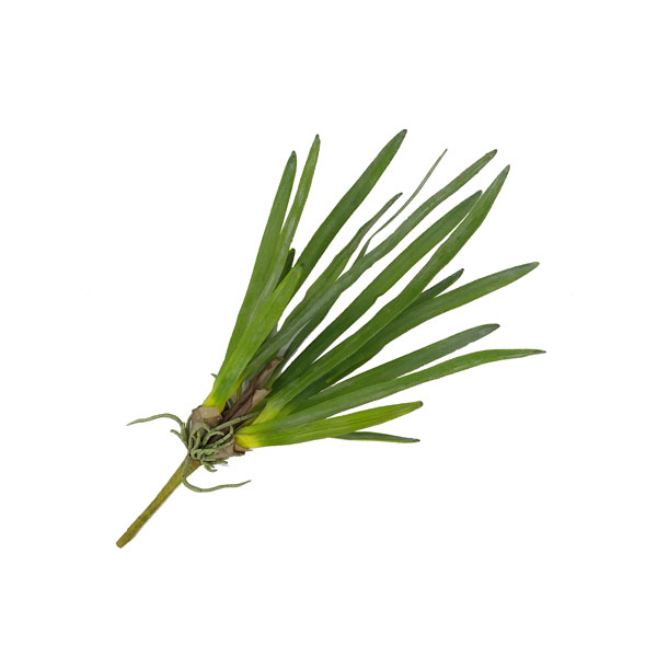 Folha de Orquídea em Silicone (61cm) - Imagem 3