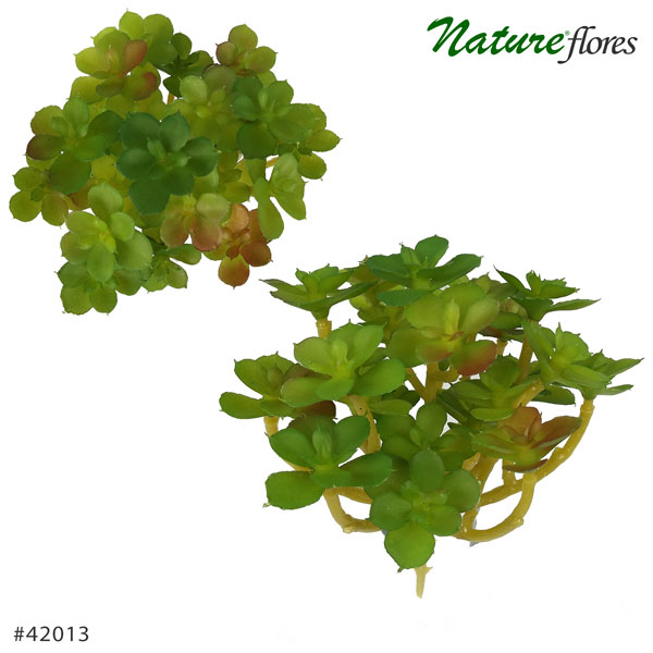 Araucaria Planta Suculenta Artificial (10cm)