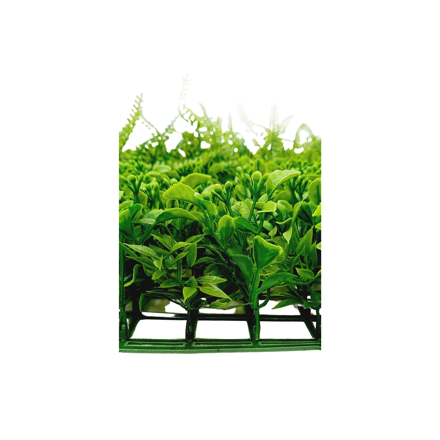 Placa Eucalipto e Samambaia Jardim Vertical (50x50cm) - Imagem 2