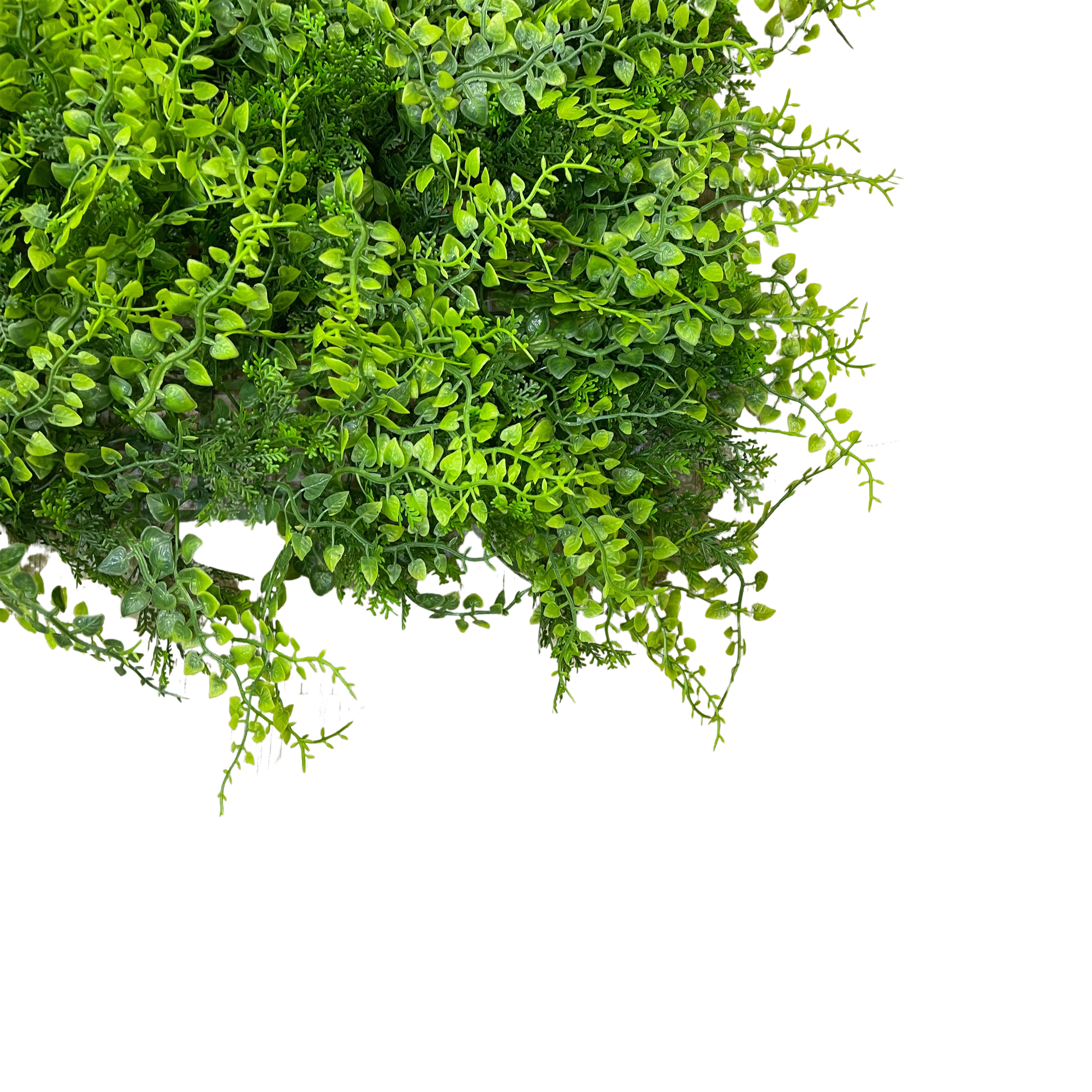 Placa Samambaia UV Jardim Vertical Artificial (50x50cm) - Imagem 3