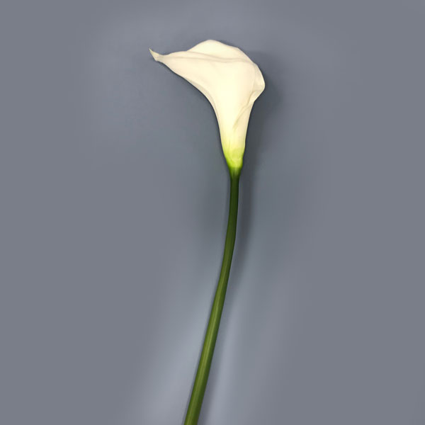 Copo de Leite Branco Galho Floral Artificial (70cm) - Imagem 4