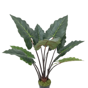 Taioba verde ( 1 metro no pote)