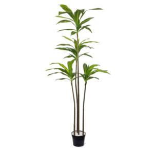 Dracena Marginata Verde Artificial 4TR (1,65m)