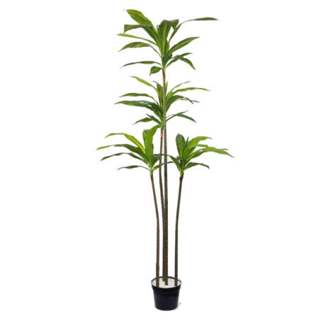 Dracena Marginata Verde Artificial 4TR (1,65m)