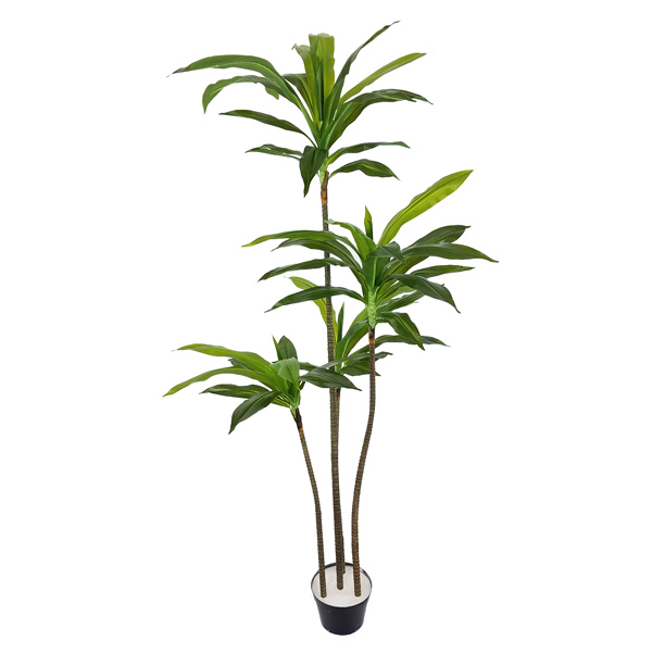 Dracena Marginata Verde Artificial 4TR (1,65m) - Imagem 2