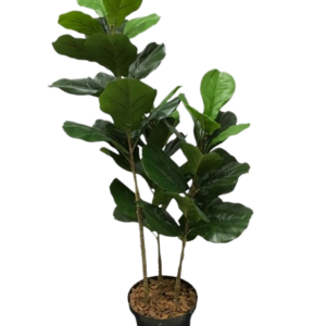 Ficus Lyrata Árvore Artificial (1,20m)
