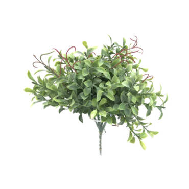 Soleiroli mini permanente 6H (25cm)