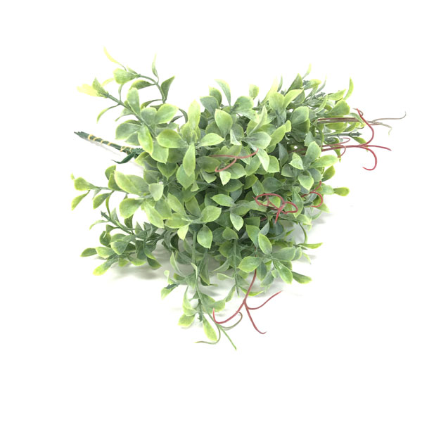 Soleiroli mini permanente 6H (25cm) - Imagem 3