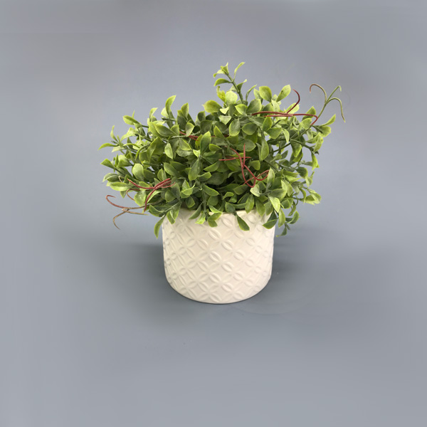 Soleiroli mini permanente 6H (25cm) - Imagem 6