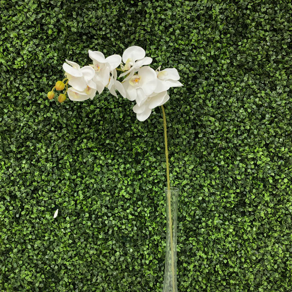 Phalaenopsis Branco/Vinho Galho Floral Artificial 6F (70cm) - Imagem 3