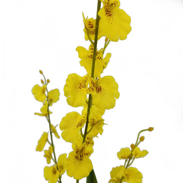 Chuva de Ouro em Vaso Arranjo Floral Artificial (75cm) - Imagem 3
