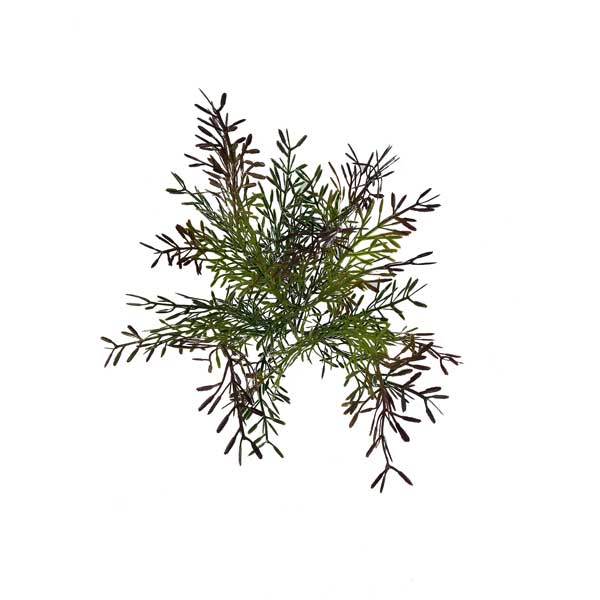 Rhipsalis Mesclado Cactus Artificial 5H (37cm) - Imagem 2