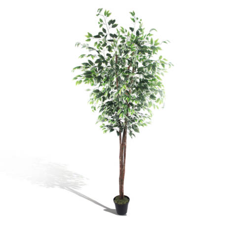 Ficus New Variegata