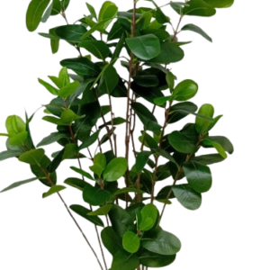 Ficus elástica verde artificial 1,80m