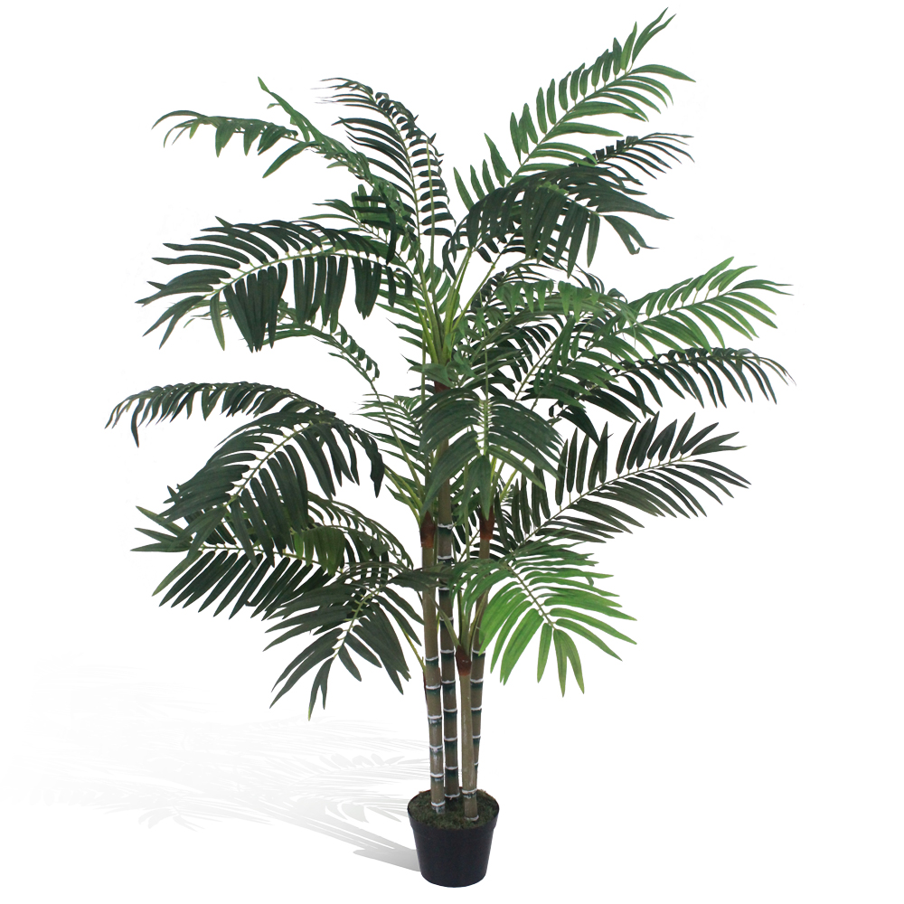Palmeira Areca (1,80m) - Imagem 3