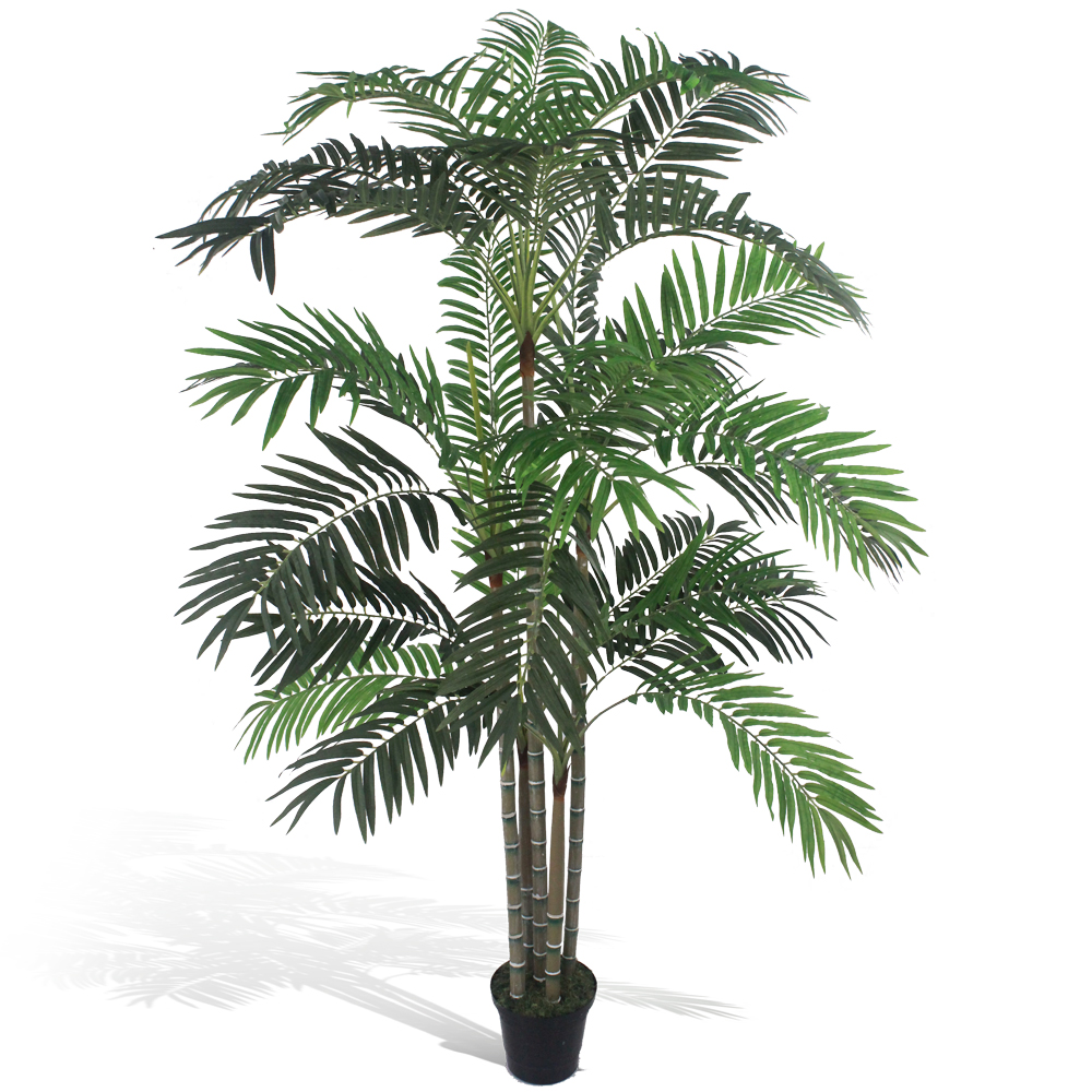 Palmeira Areca (1,80m)