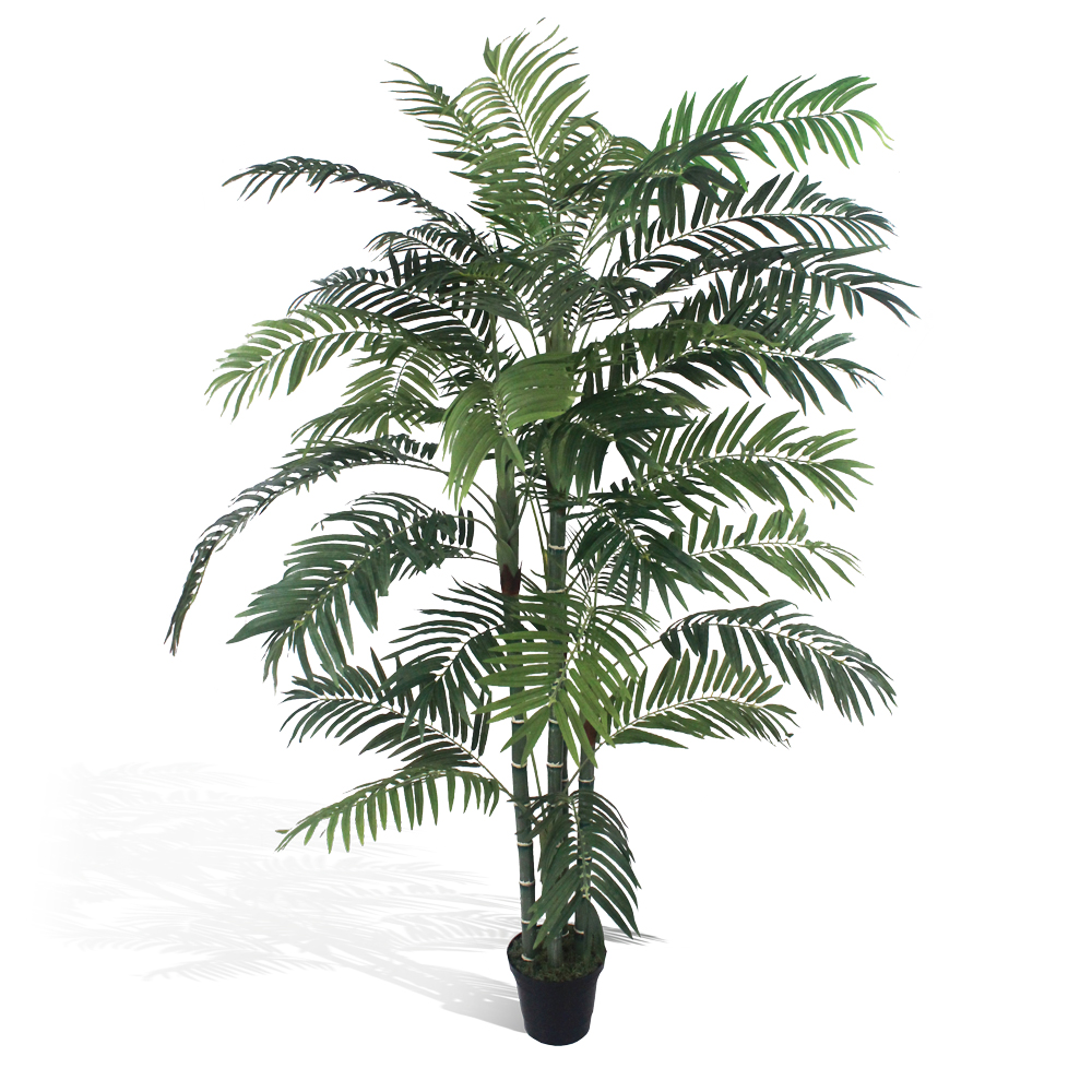 Palmeira Areca (1,80m) - Imagem 7