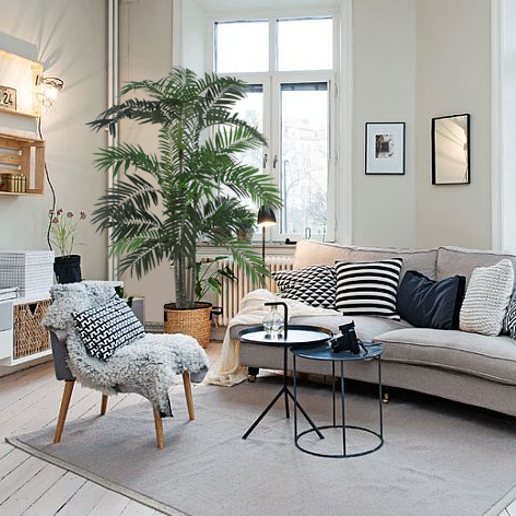 Palmeira Areca (1,80m) - Imagem 8