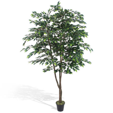 Ficus Verde Baby
