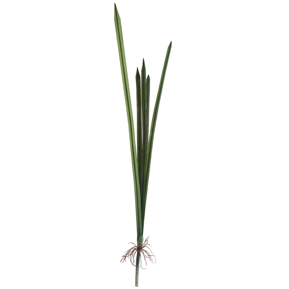Folha de Orquídea Phalaenopsis com raiz (29cm) - Imagem 6