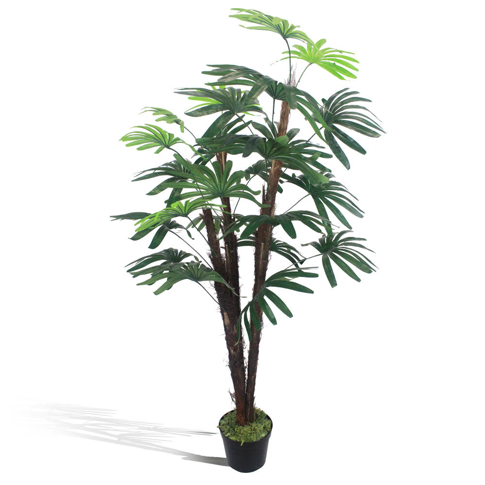 Palmeira Ráfia Verde - Imagem 7