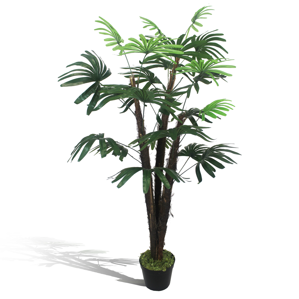 Palmeira Ráfia Verde - Imagem 6