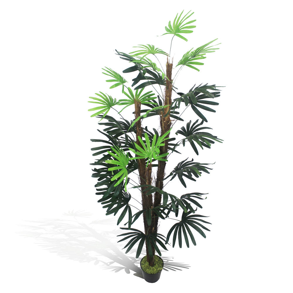 Palmeira Ráfia Verde - Imagem 9
