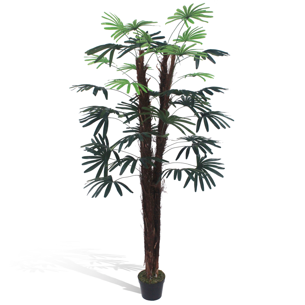 Palmeira Ráfia Verde - Imagem 4