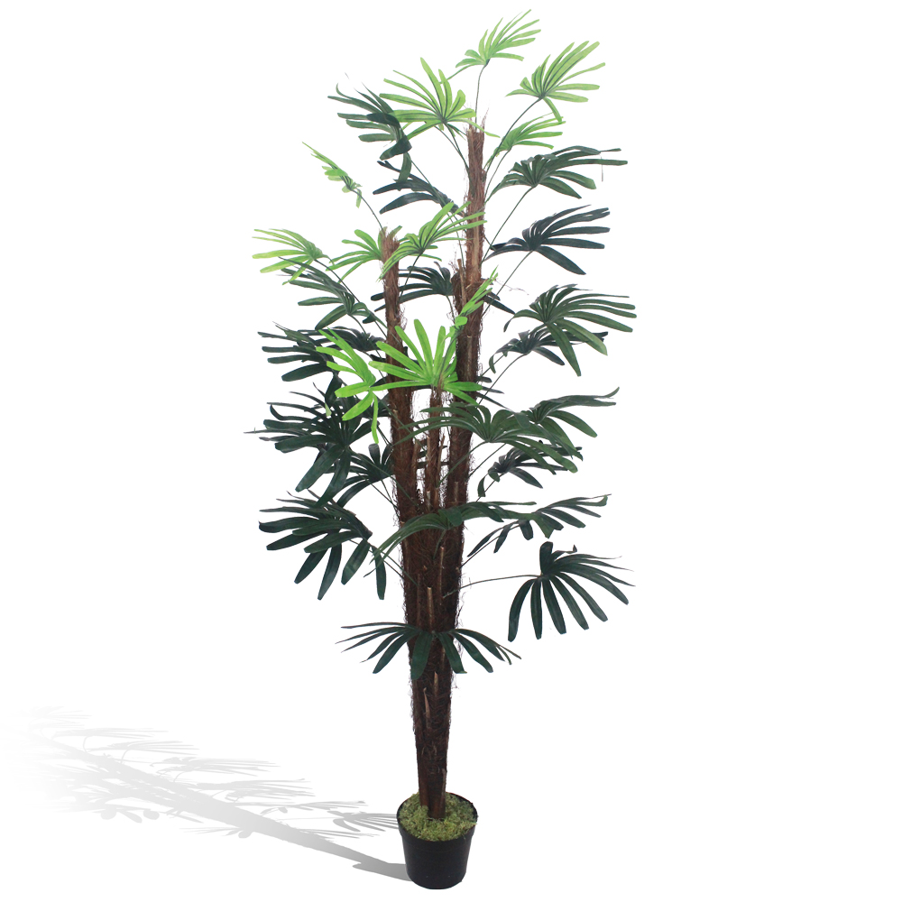 Palmeira Ráfia Verde - Imagem 8