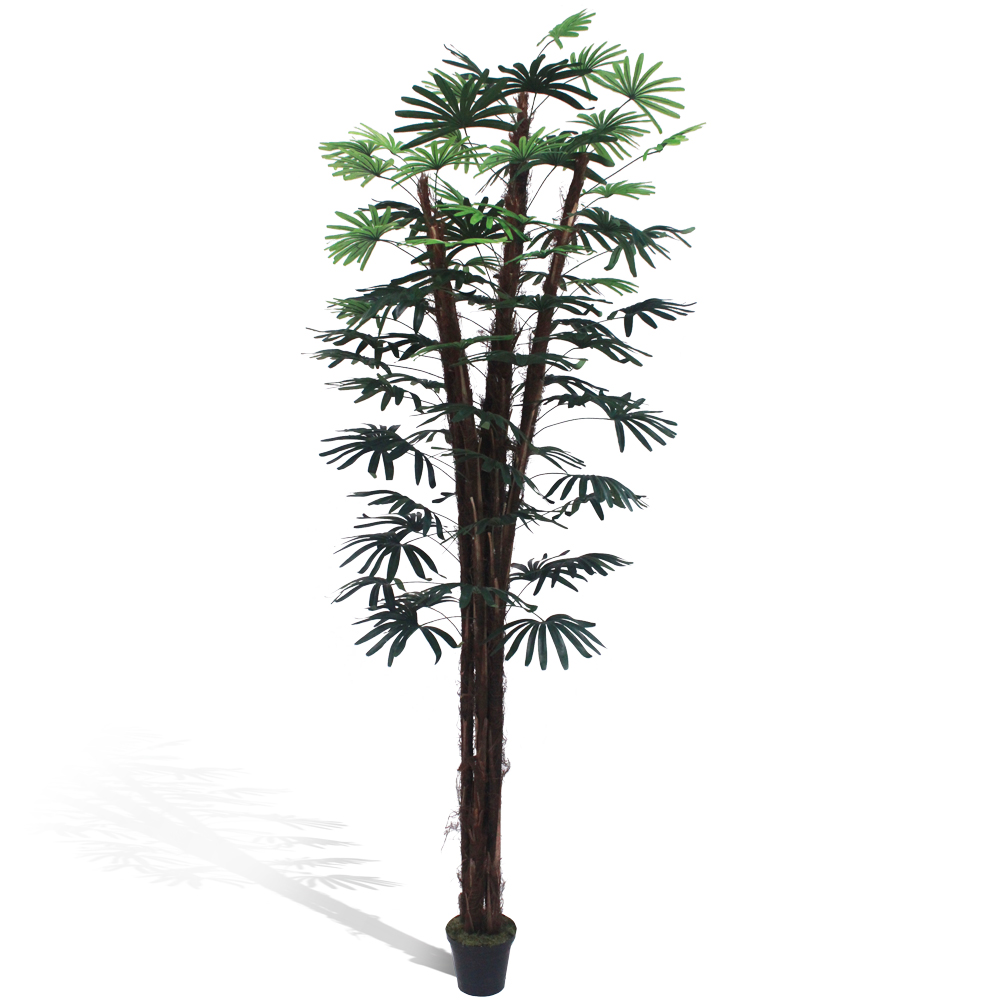 Palmeira Ráfia Verde - Imagem 5