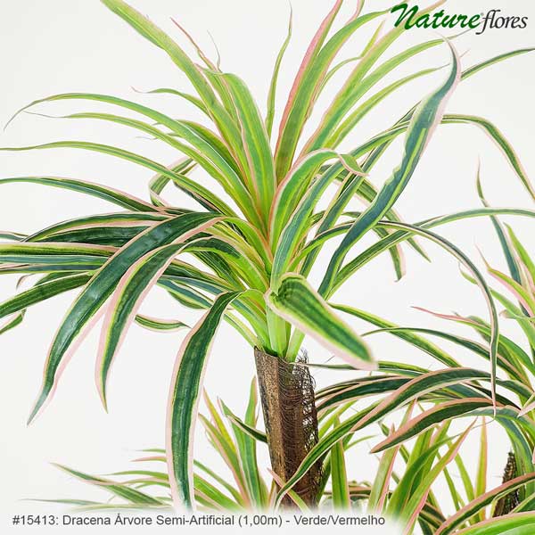 Dracena Árvore Semi-Artificial - Verde/Vermelho - Imagem 4